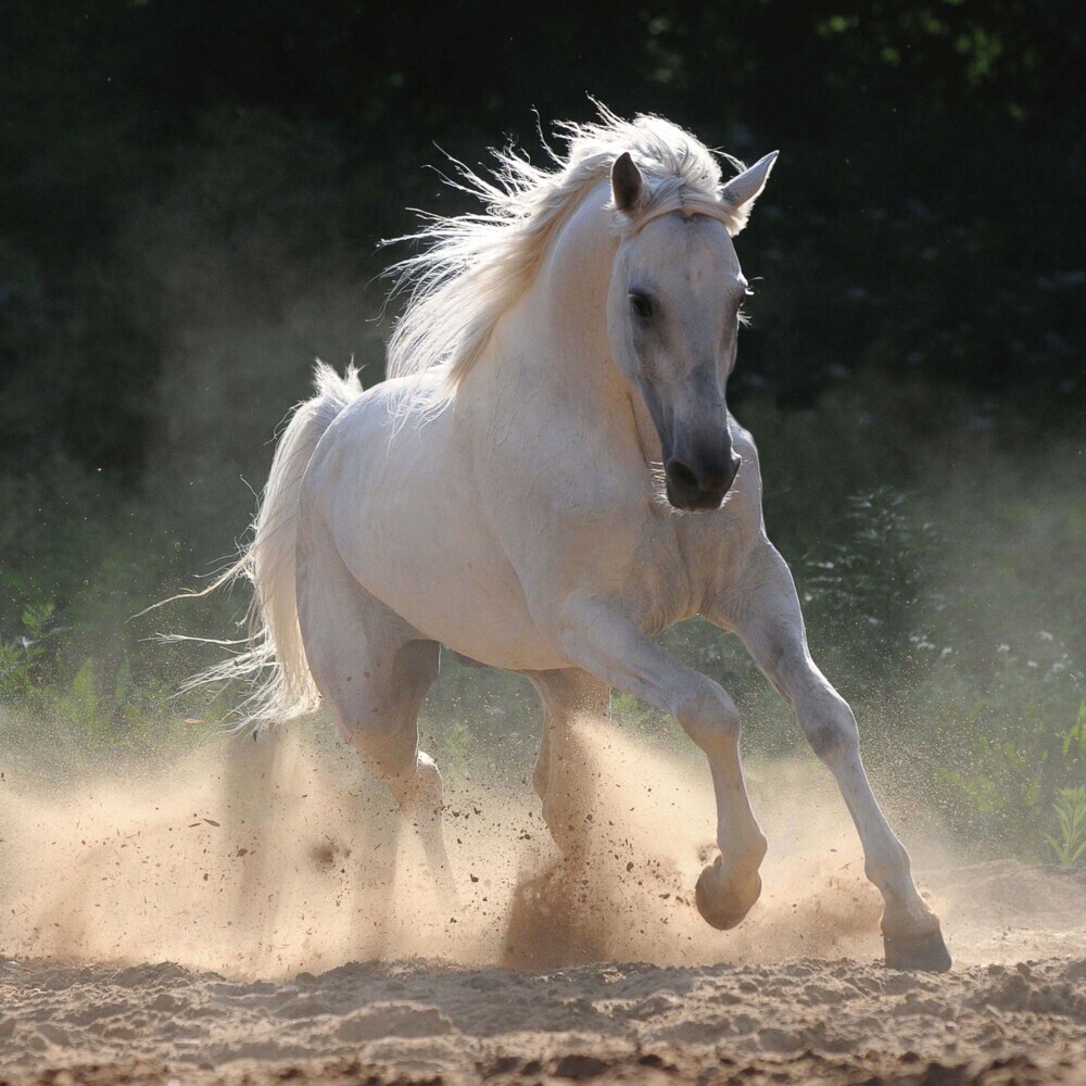 Bild: 9783959294546 | Horses/Pferde 2025 | Kalender 2025 | Kalender | Drahtheftung | 28 S.