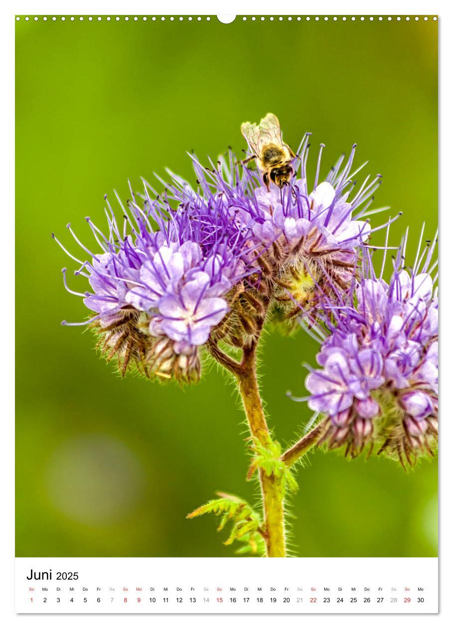 Bild: 9783435966219 | BIENEN - Kleine Nützlinge ganz nah (Wandkalender 2025 DIN A2 hoch),...