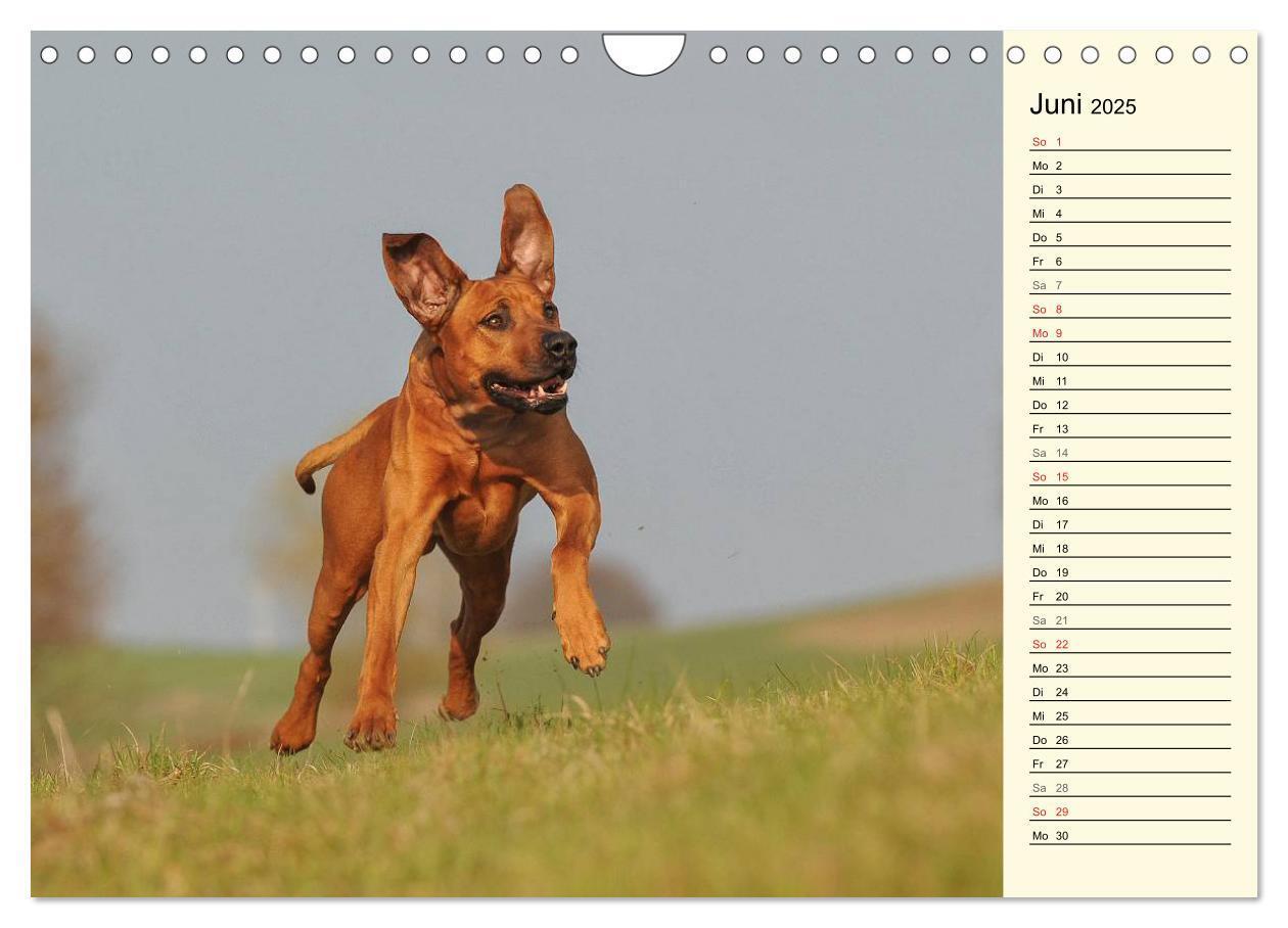 Bild: 9783435541416 | Rhodesian Ridgeback 2025 (Wandkalender 2025 DIN A4 quer), CALVENDO...