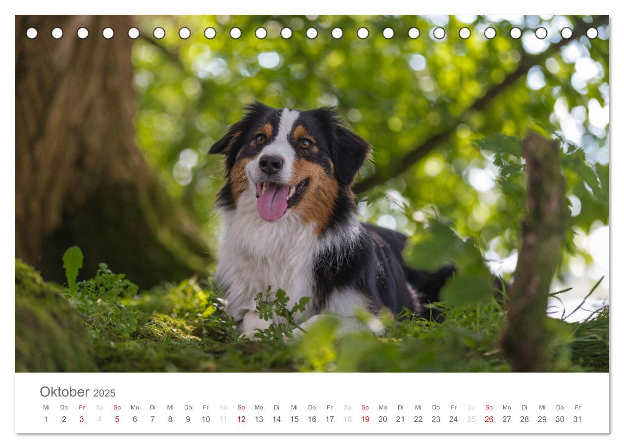 Bild: 9783435671762 | Australian Shepherd 2025 (Tischkalender 2025 DIN A5 quer), CALVENDO...