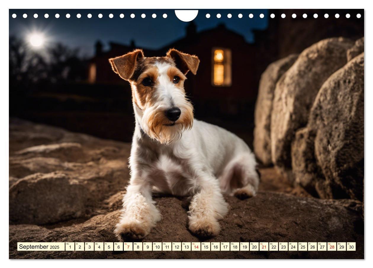 Bild: 9783435690367 | Drahthaar-Foxterrier (Wandkalender 2025 DIN A4 quer), CALVENDO...