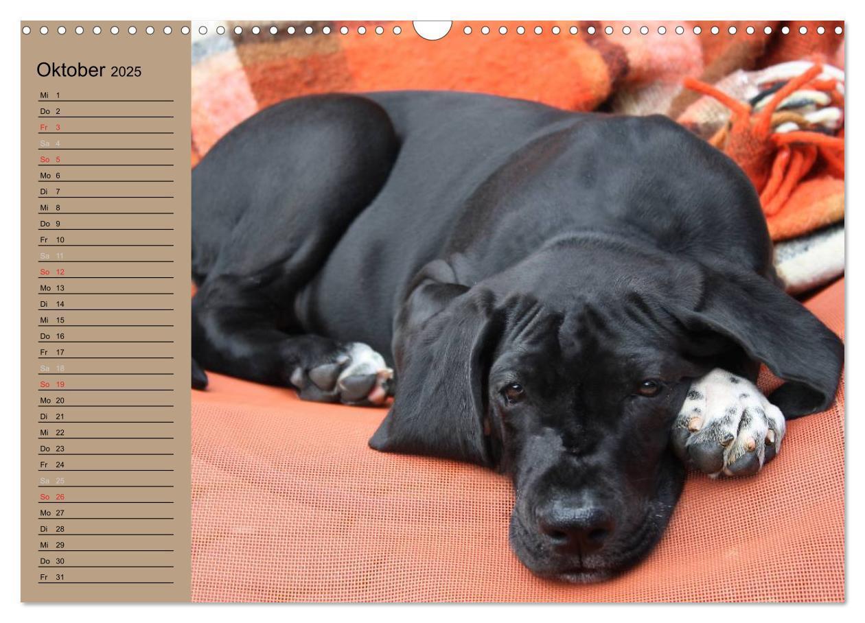 Bild: 9783435491841 | Deutsche Doggen - Sanfte Riesen (Wandkalender 2025 DIN A3 quer),...