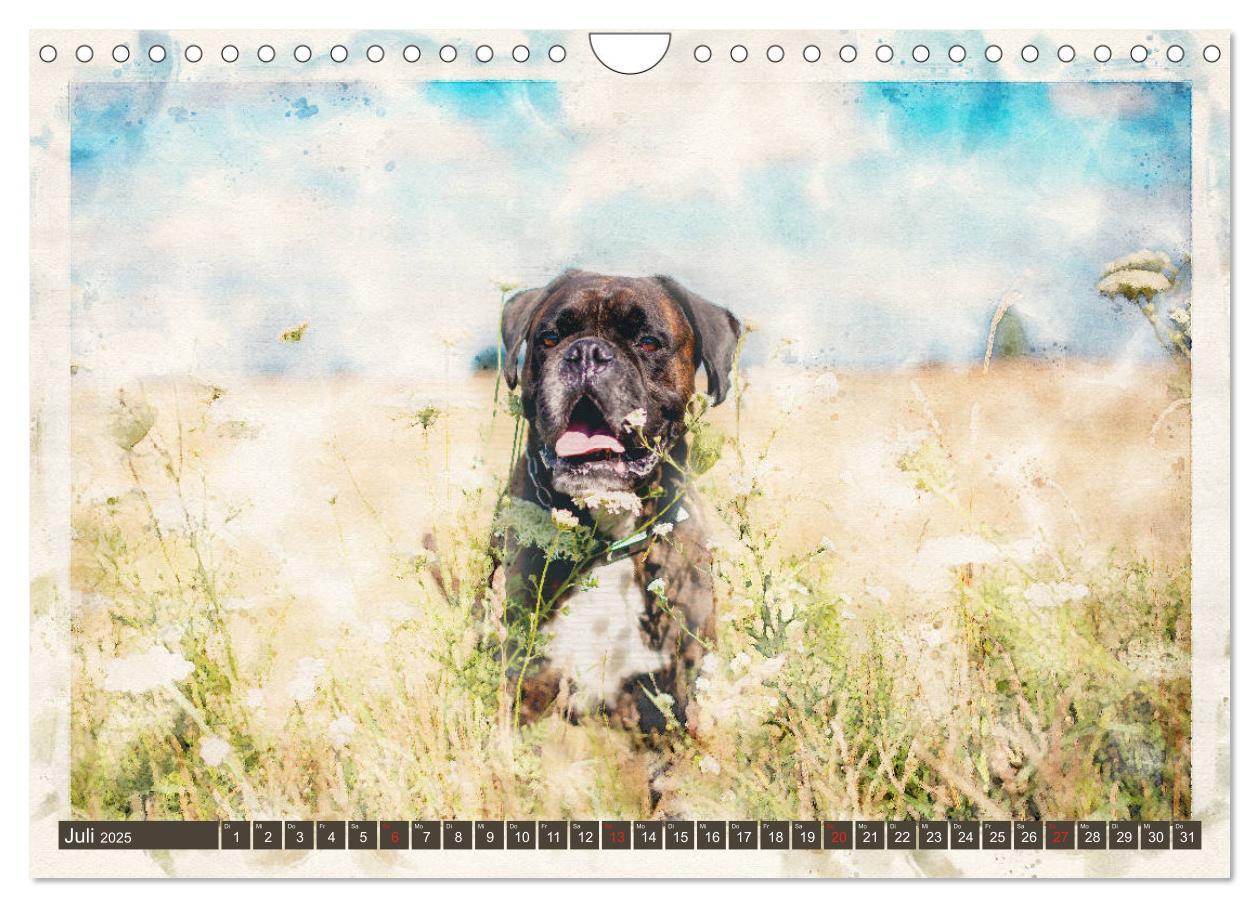 Bild: 9783435134700 | Boxer Photo&amp;Kunst (Wandkalender 2025 DIN A4 quer), CALVENDO...