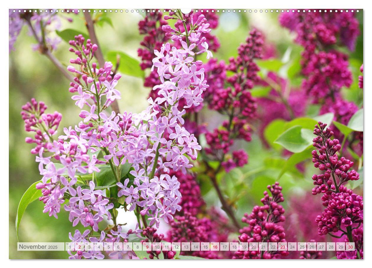 Bild: 9783435332465 | Fliederblüte (hochwertiger Premium Wandkalender 2025 DIN A2 quer),...