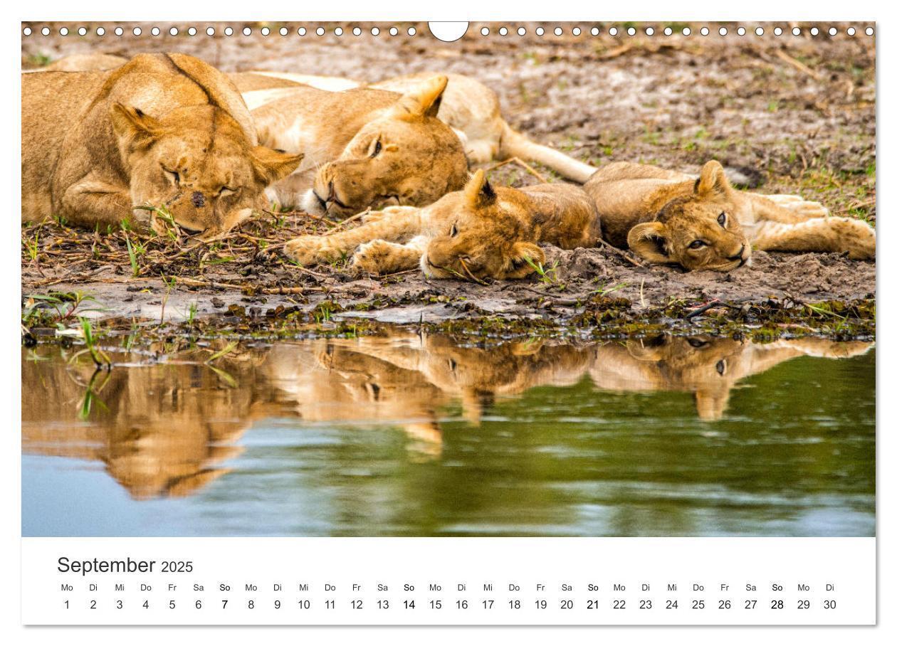 Bild: 9783383957031 | Botswana - Grandiose Wildnis (Wandkalender 2025 DIN A3 quer),...