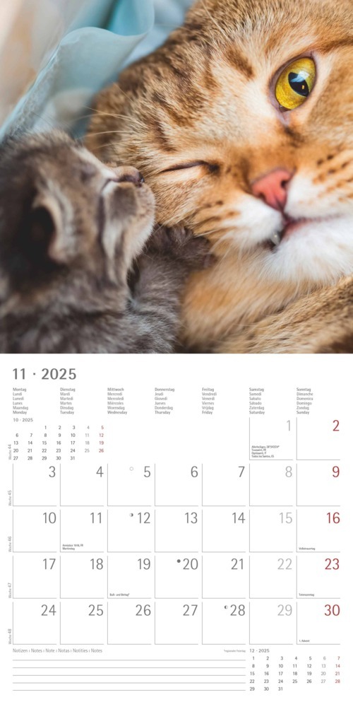 Bild: 4251732340827 | Alpha Edition - Funny Cats 2025 Broschürenkalender, 30x30cm,...