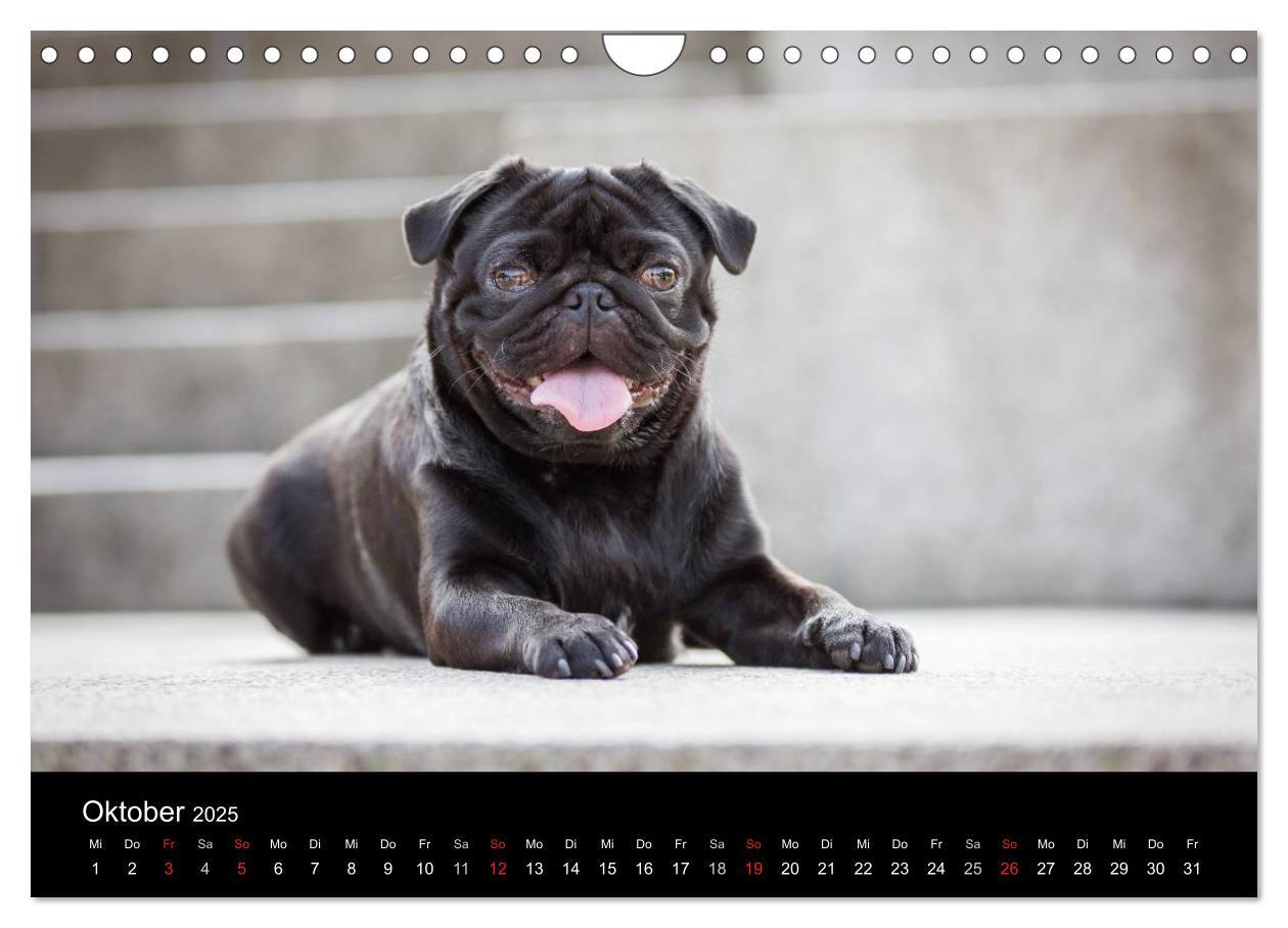 Bild: 9783435570195 | Vermopst durchs Jahr (Wandkalender 2025 DIN A4 quer), CALVENDO...