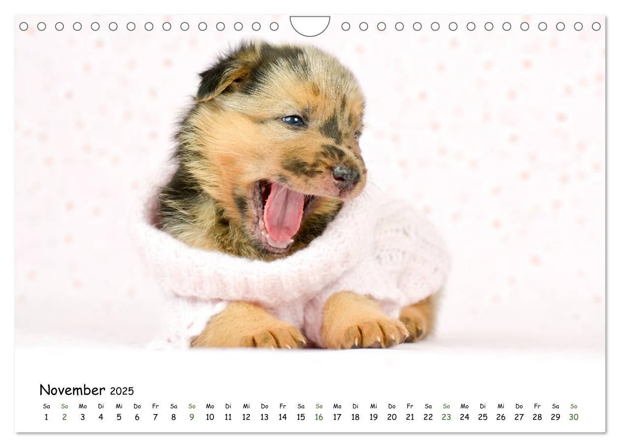 Bild: 9783435324224 | Baby Pfoten (Wandkalender 2025 DIN A4 quer), CALVENDO Monatskalender