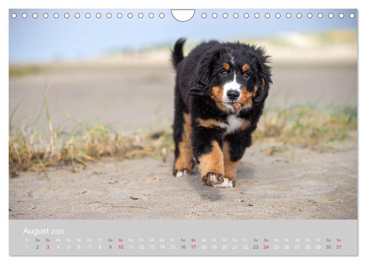 Bild: 9783435659890 | Liebling BERNER SENNENHUND (Wandkalender 2025 DIN A4 quer),...