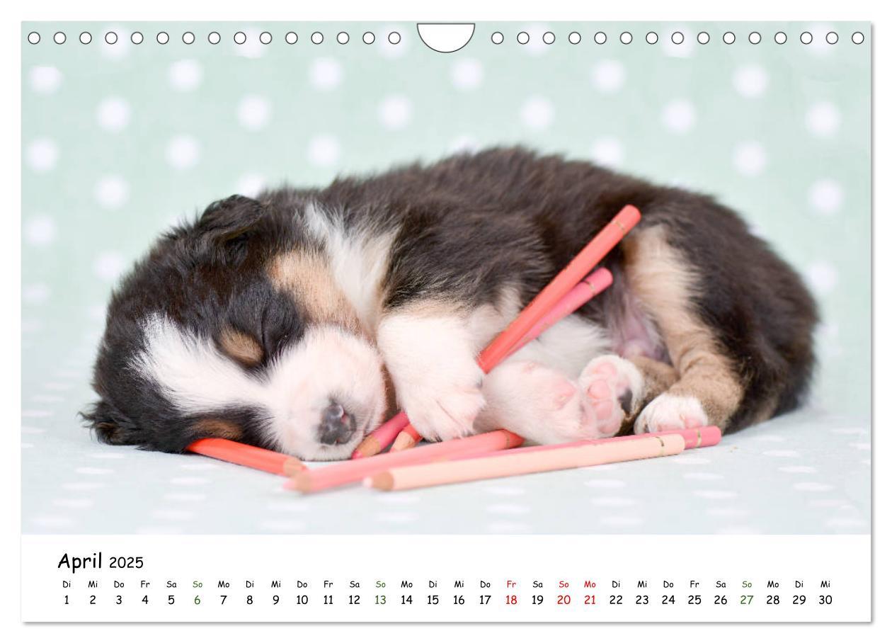 Bild: 9783435324224 | Baby Pfoten (Wandkalender 2025 DIN A4 quer), CALVENDO Monatskalender