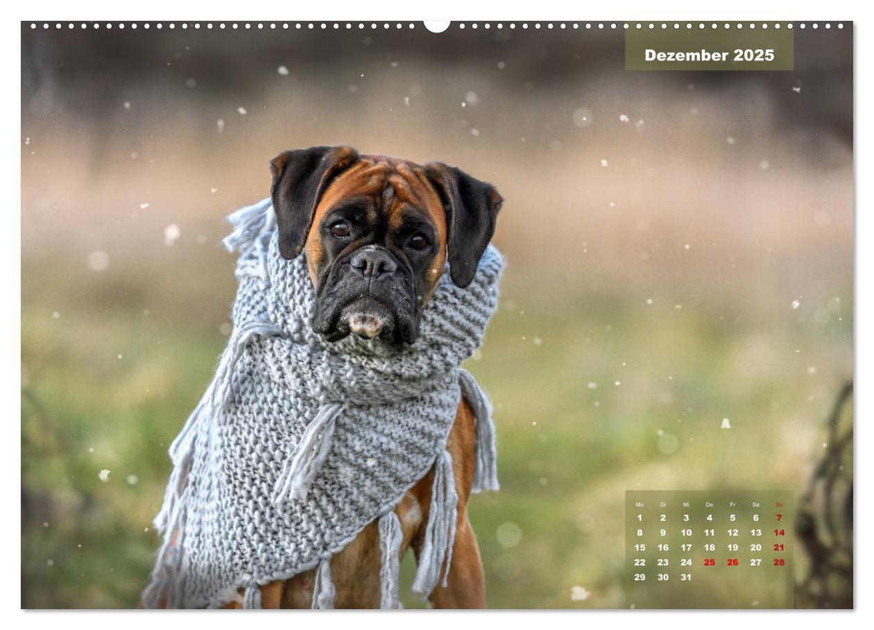 Bild: 9783435179039 | Einmal Boxer - immer Boxer (Wandkalender 2025 DIN A2 quer),...