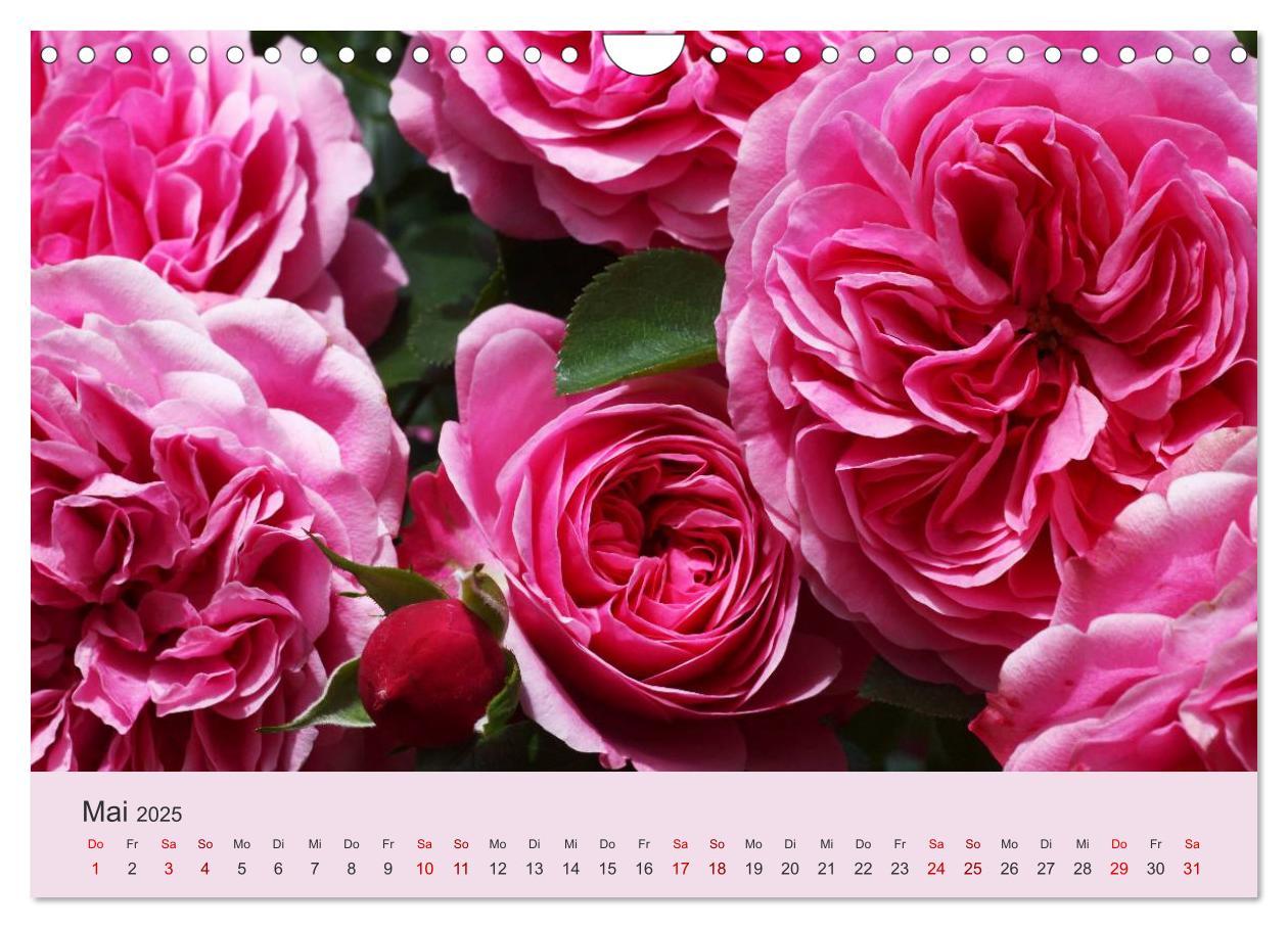 Bild: 9783435453566 | Rosen Reigen im Garten (Wandkalender 2025 DIN A4 quer), CALVENDO...