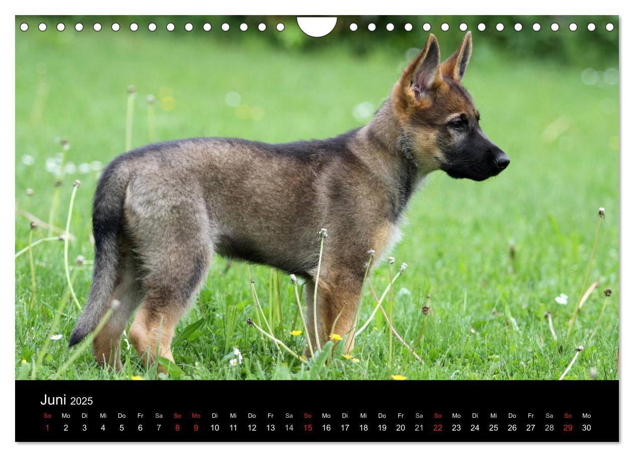 Bild: 9783435784011 | Mit dem Deutschen Schäferhund durch's Jahr (Wandkalender 2025 DIN...