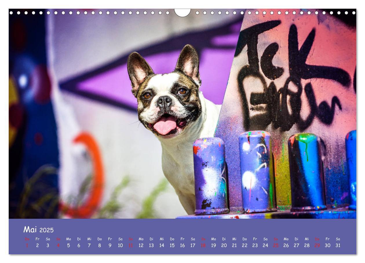 Bild: 9783435314157 | Hunde und Graffiti (Wandkalender 2025 DIN A3 quer), CALVENDO...