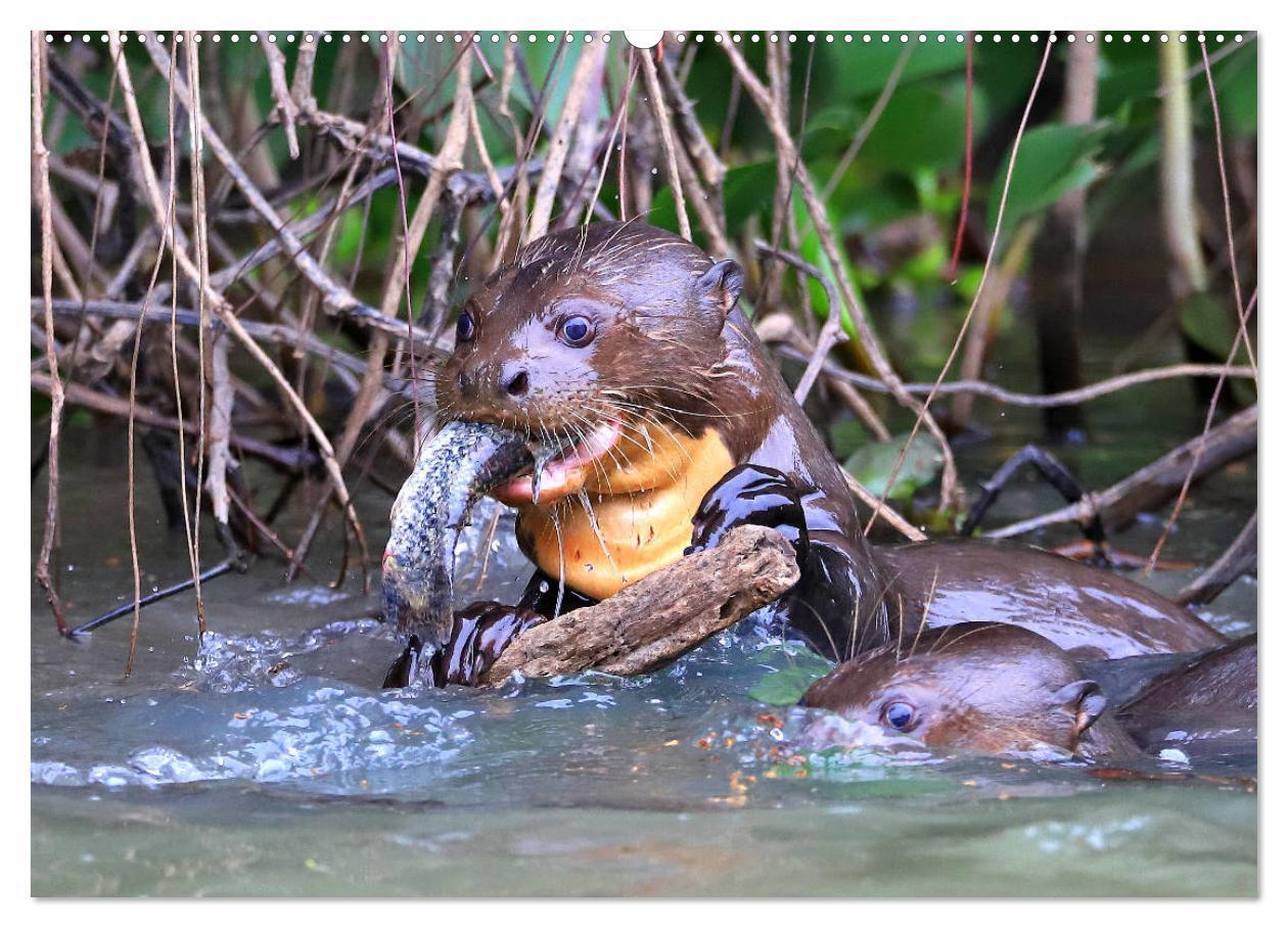 Bild: 9783435262595 | Riesenotter - Flusswölfe im Pantanal (Wandkalender 2025 DIN A2...