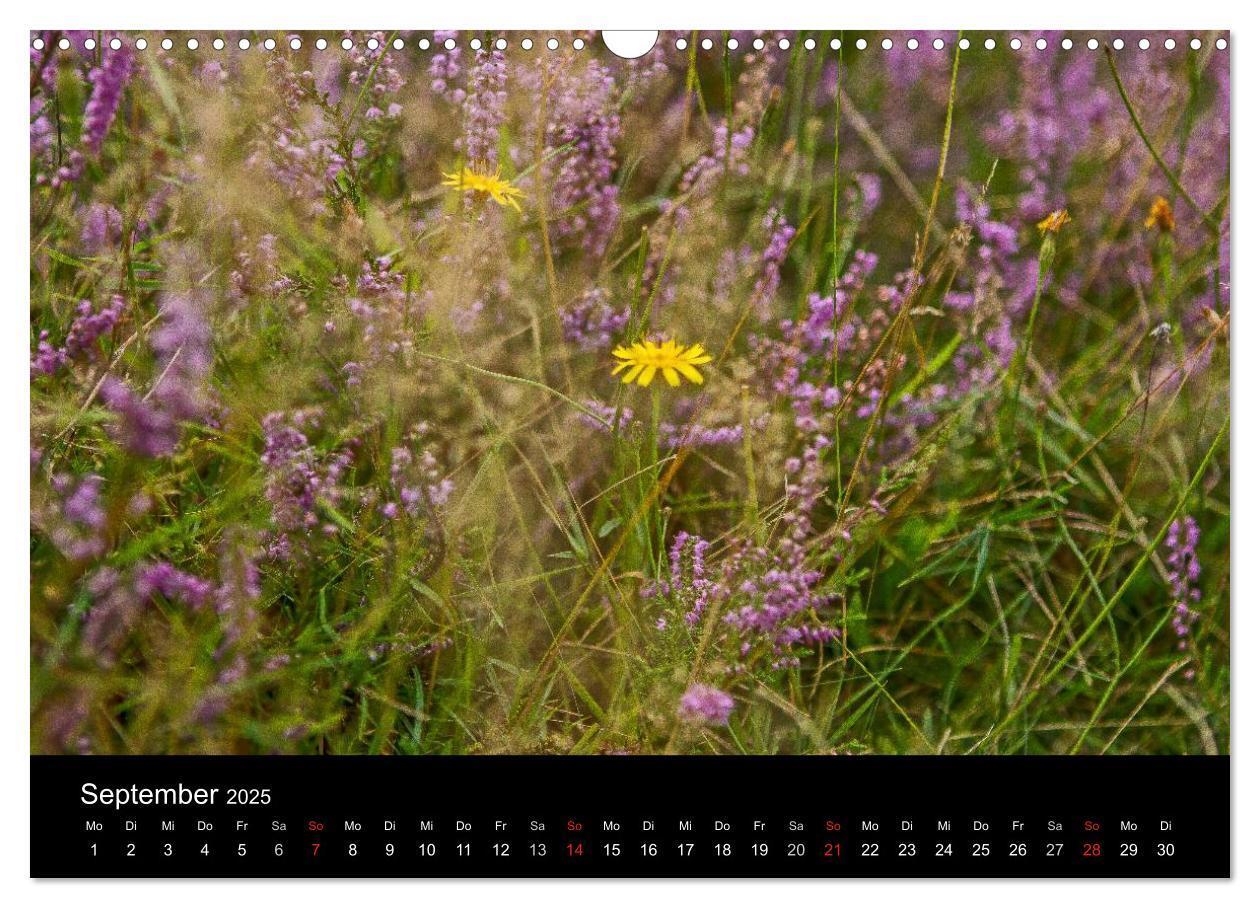 Bild: 9783435775415 | Lüneburger Heide (Wandkalender 2025 DIN A3 quer), CALVENDO...