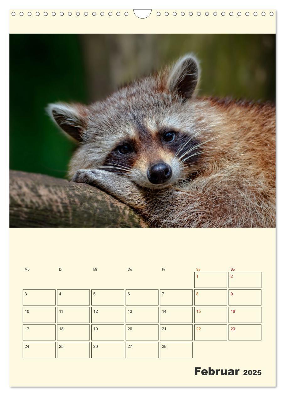 Bild: 9783435903504 | Drolliger Waschbär (Wandkalender 2025 DIN A3 hoch), CALVENDO...