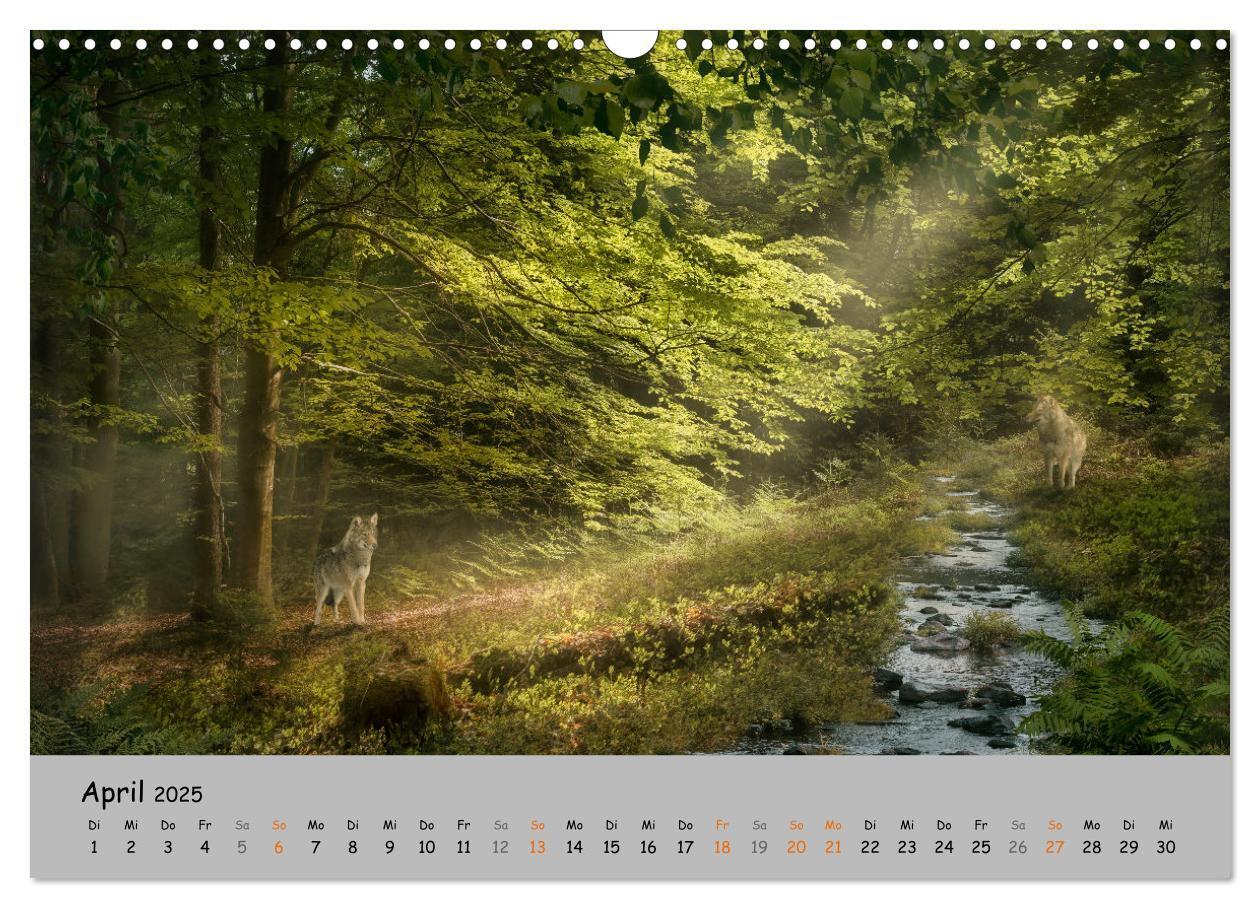 Bild: 9783435079797 | Der lange Weg der Wölfe (Wandkalender 2025 DIN A3 quer), CALVENDO...