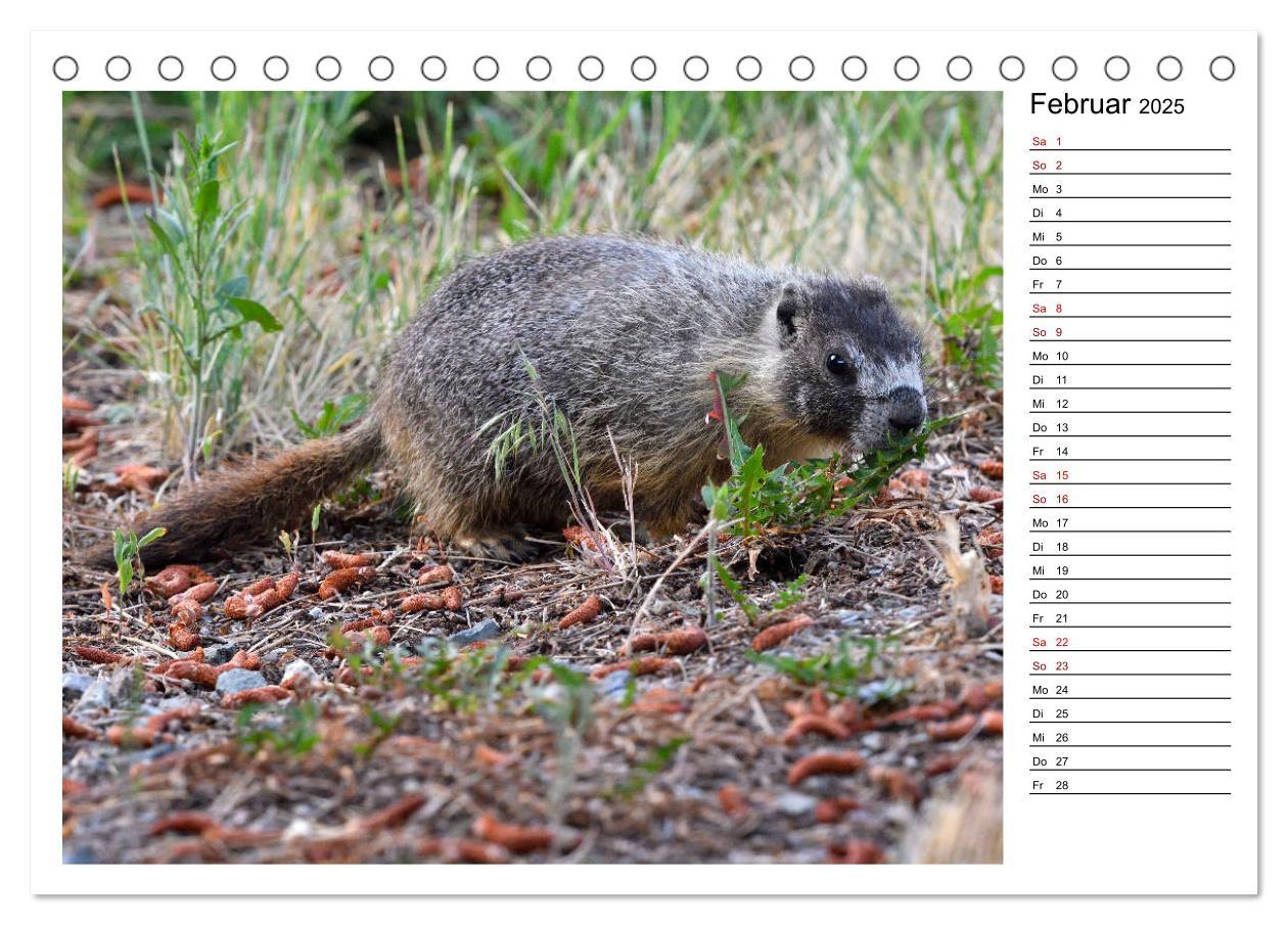 Bild: 9783435396306 | Murmeltiere in Nordamerika (Tischkalender 2025 DIN A5 quer),...