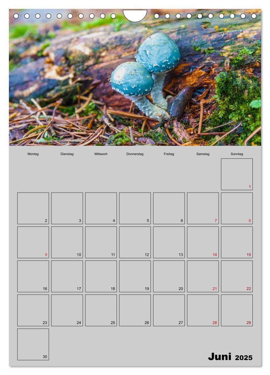 Bild: 9783435943791 | Quer durch die Pilze (Wandkalender 2025 DIN A4 hoch), CALVENDO...