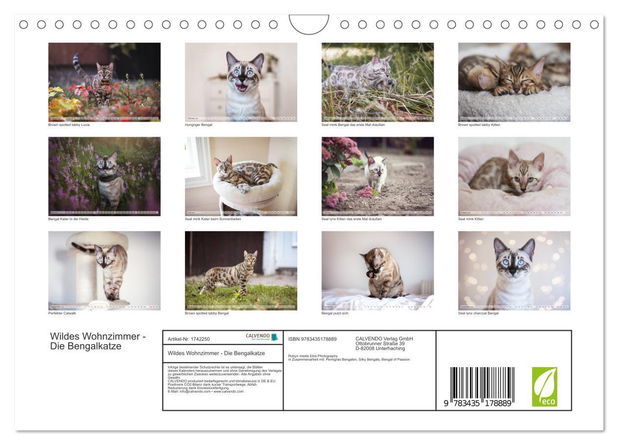 Bild: 9783435178889 | Wildes Wohnzimmer - Die Bengalkatze (Wandkalender 2025 DIN A4...