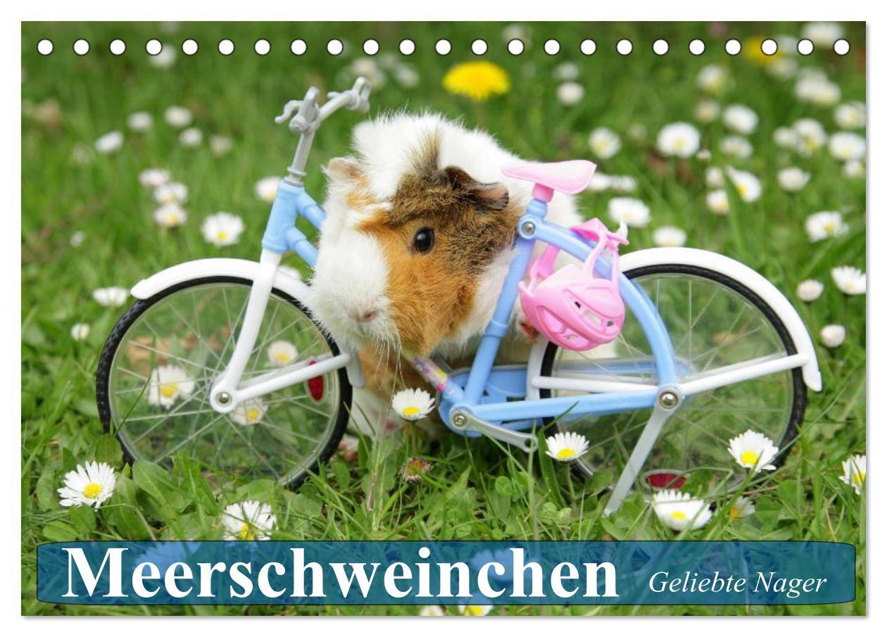 Cover: 9783435508457 | Meerschweinchen. Geliebte Nager (Tischkalender 2025 DIN A5 quer),...