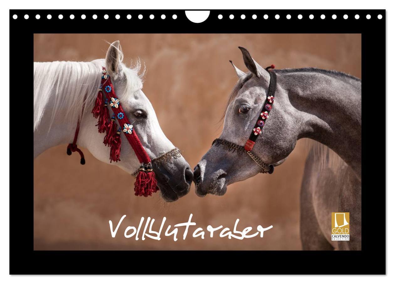 Cover: 9783435789719 | Vollblutaraber (Wandkalender 2025 DIN A4 quer), CALVENDO...