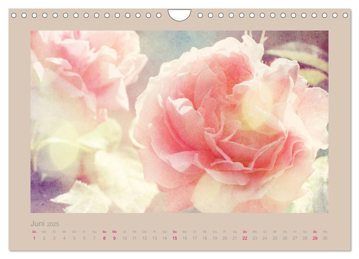 Bild: 9783435737475 | Romantische Rosen (Wandkalender 2025 DIN A4 quer), CALVENDO...