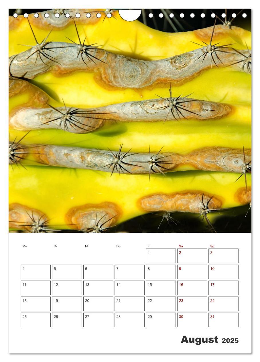 Bild: 9783435890583 | Dornige Schönheiten - Kakteen und Sukkulenten (Wandkalender 2025...