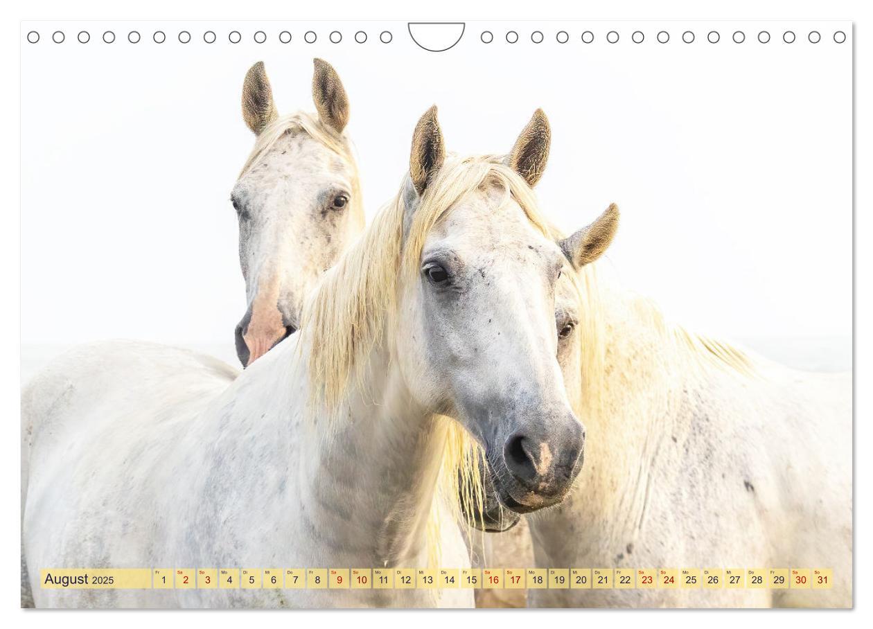 Bild: 9783383828287 | Die wilden Pferde der Camargue (Wandkalender 2025 DIN A4 quer),...