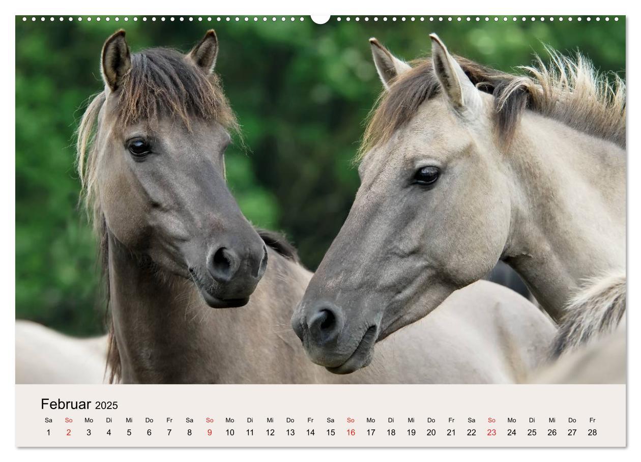 Bild: 9783435813056 | Dülmener Wildpferde (Wandkalender 2025 DIN A2 quer), CALVENDO...