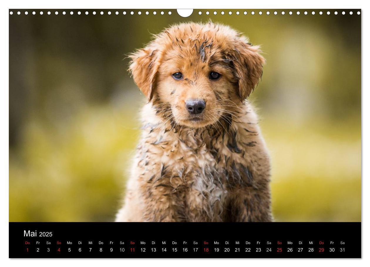 Bild: 9783435629213 | Toller - Nova Scotia Duck Tolling Retriever (Wandkalender 2025 DIN...