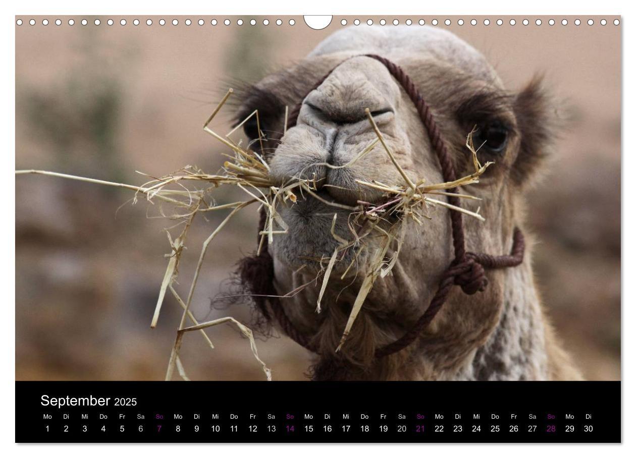 Bild: 9783435709588 | Kamele 2025 - Unterwegs mit zottigen Wüstenschiffen (Wandkalender...