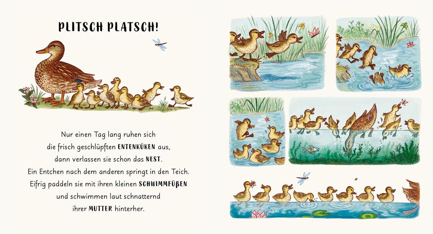 Bild: 9783791375021 | Wunder der Natur im Park | Rachel Williams | Buch | gerundete Ecken