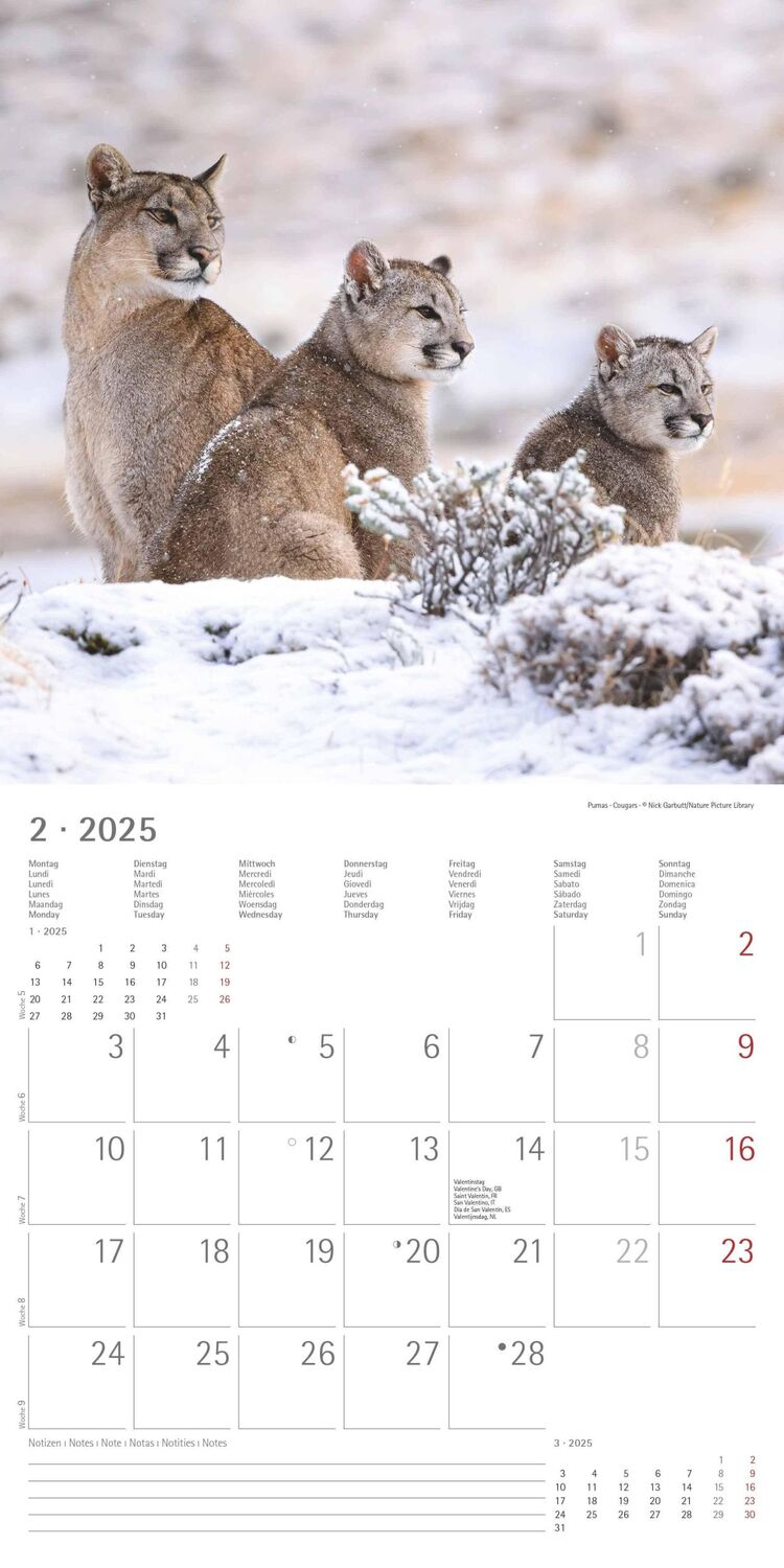 Bild: 4251732343057 | Großkatzen 2025 - Broschürenkalender 30x30 cm (30x60 geöffnet) -...