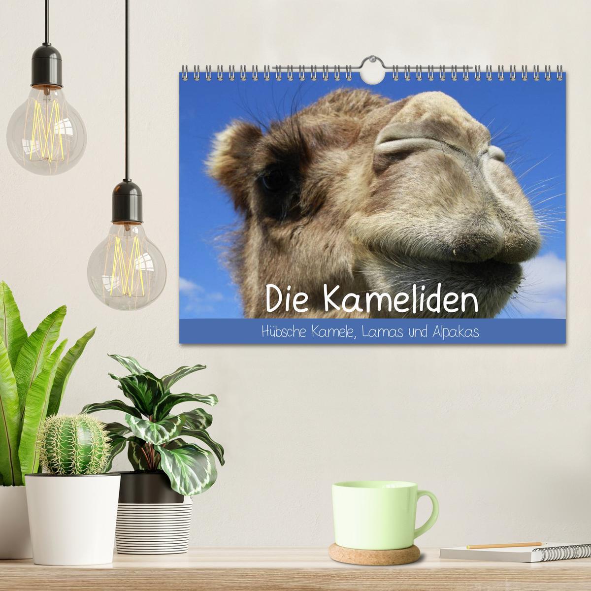 Bild: 9783435483846 | Die Kameliden. Hübsche Kamele, Lamas und Alpakas (Wandkalender 2025...