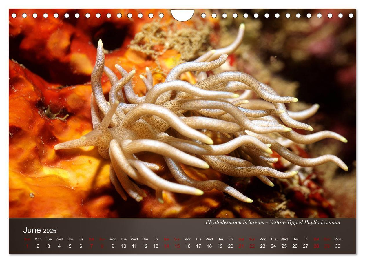 Bild: 9781325940516 | Nudibranchs on the ocean floor (Wall Calendar 2025 DIN A4...