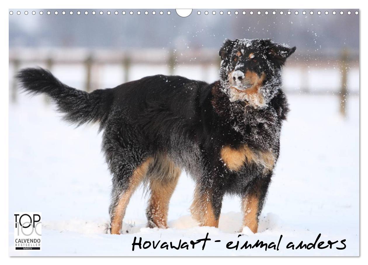 Cover: 9783435792573 | Hovawarte - einmal anders (Wandkalender 2025 DIN A3 quer), CALVENDO...