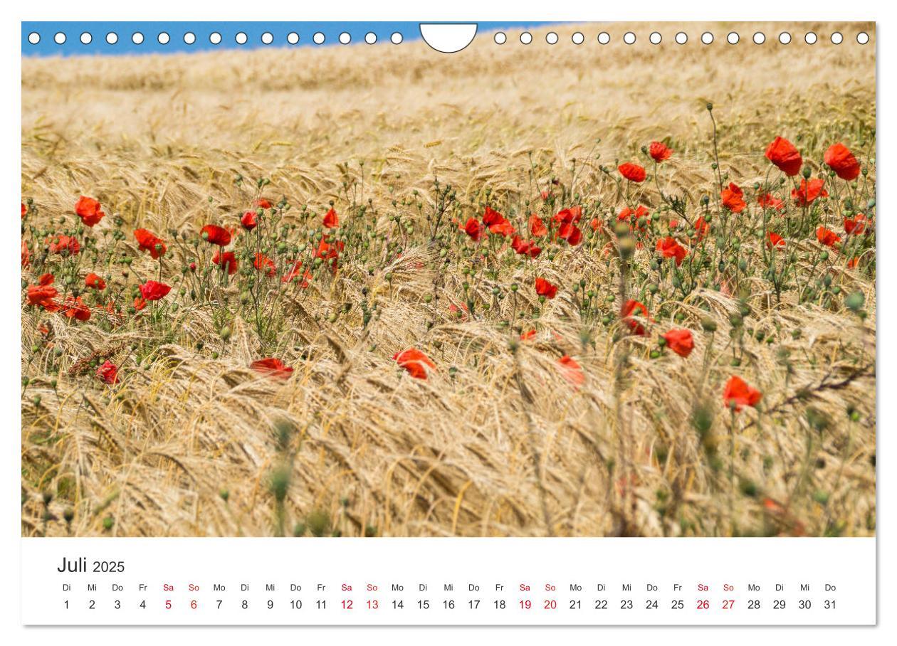 Bild: 9783435182015 | Die Opalküste - Das Land der zwei Kaps (Wandkalender 2025 DIN A4...