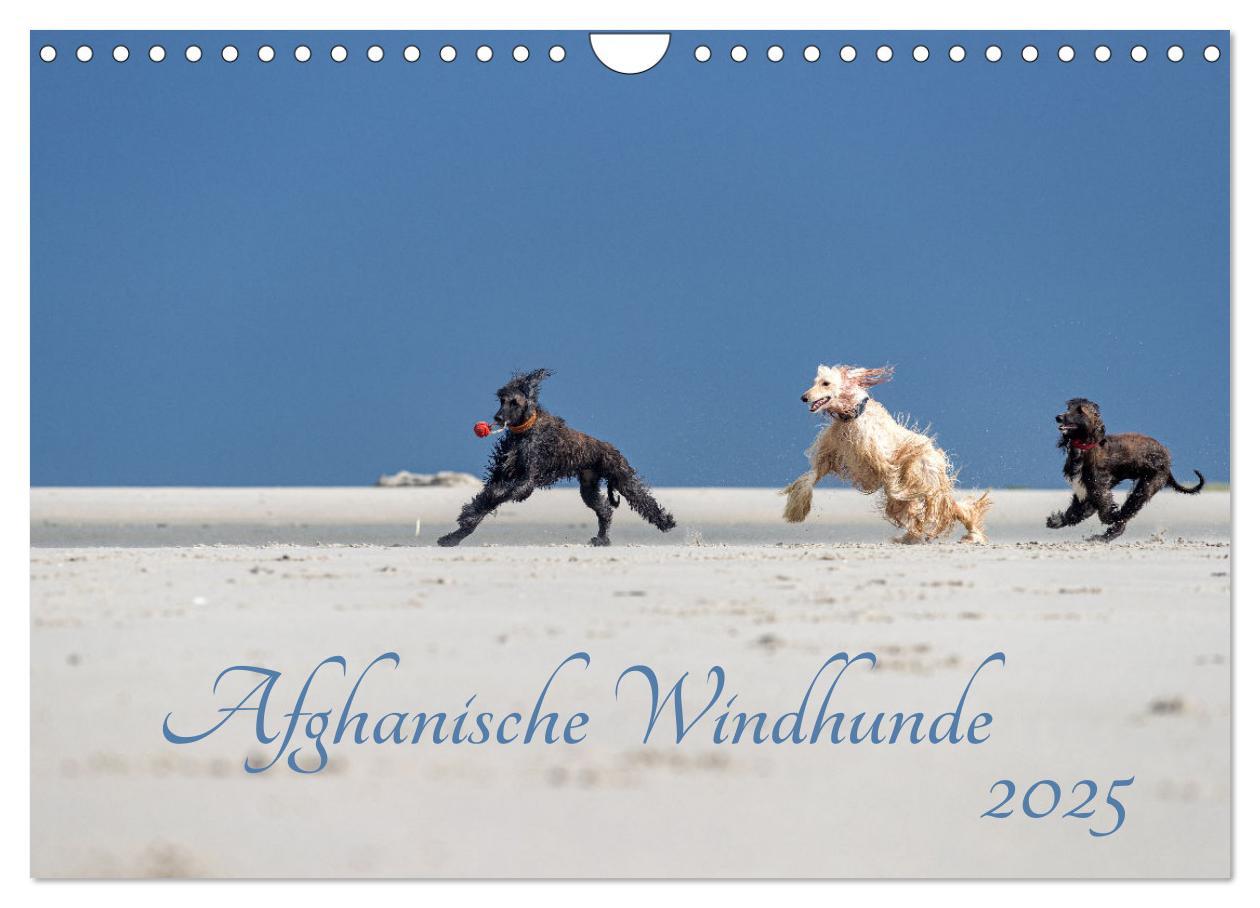 Cover: 9783435413706 | AFGHANISCHE WINDHUNDE 2025 (Wandkalender 2025 DIN A4 quer),...