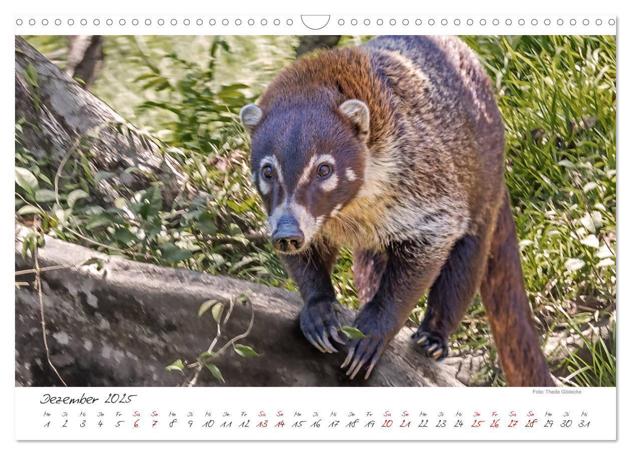 Bild: 9783435372492 | Natur pur, Costa Rica (Wandkalender 2025 DIN A3 quer), CALVENDO...