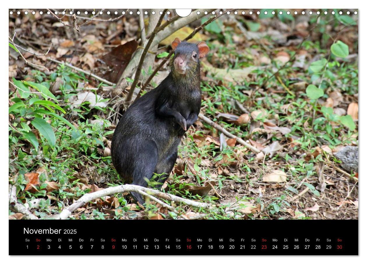 Bild: 9783435810345 | Trinidad &amp; Tobago (Wandkalender 2025 DIN A3 quer), CALVENDO...