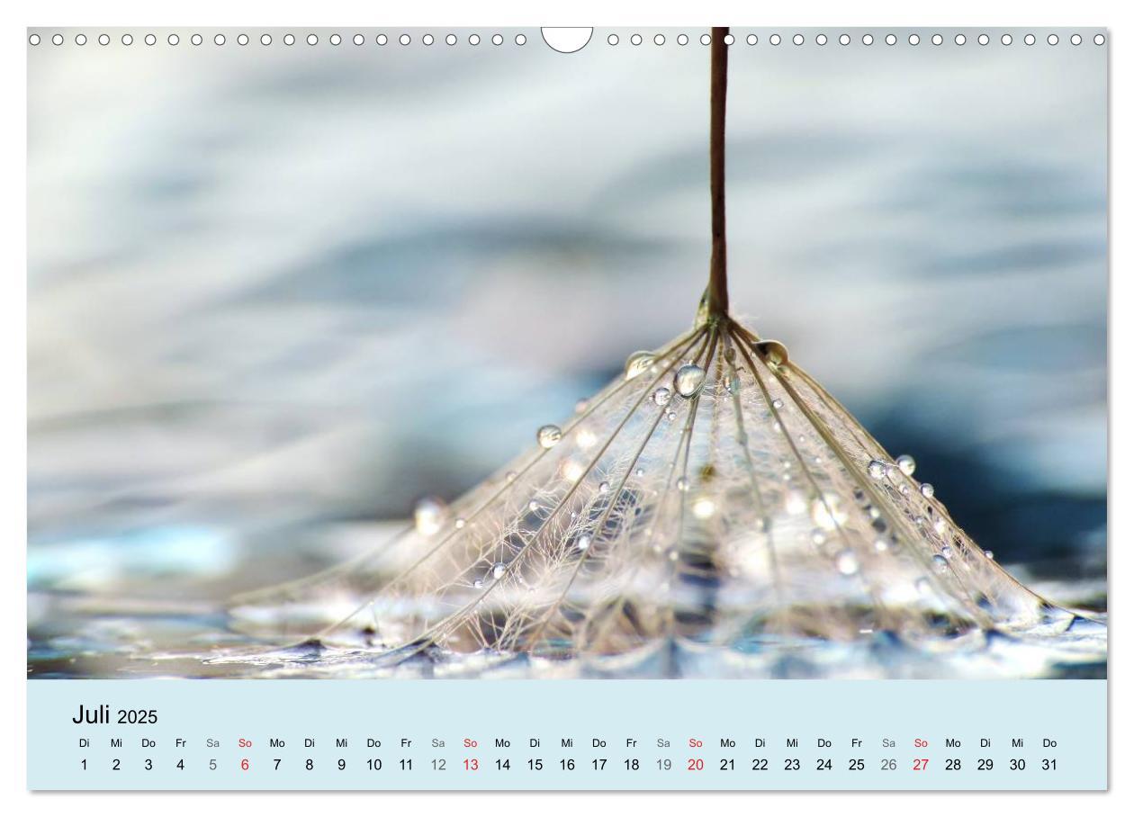 Bild: 9783435746620 | Naturjuwel Pusteblume (Wandkalender 2025 DIN A3 quer), CALVENDO...