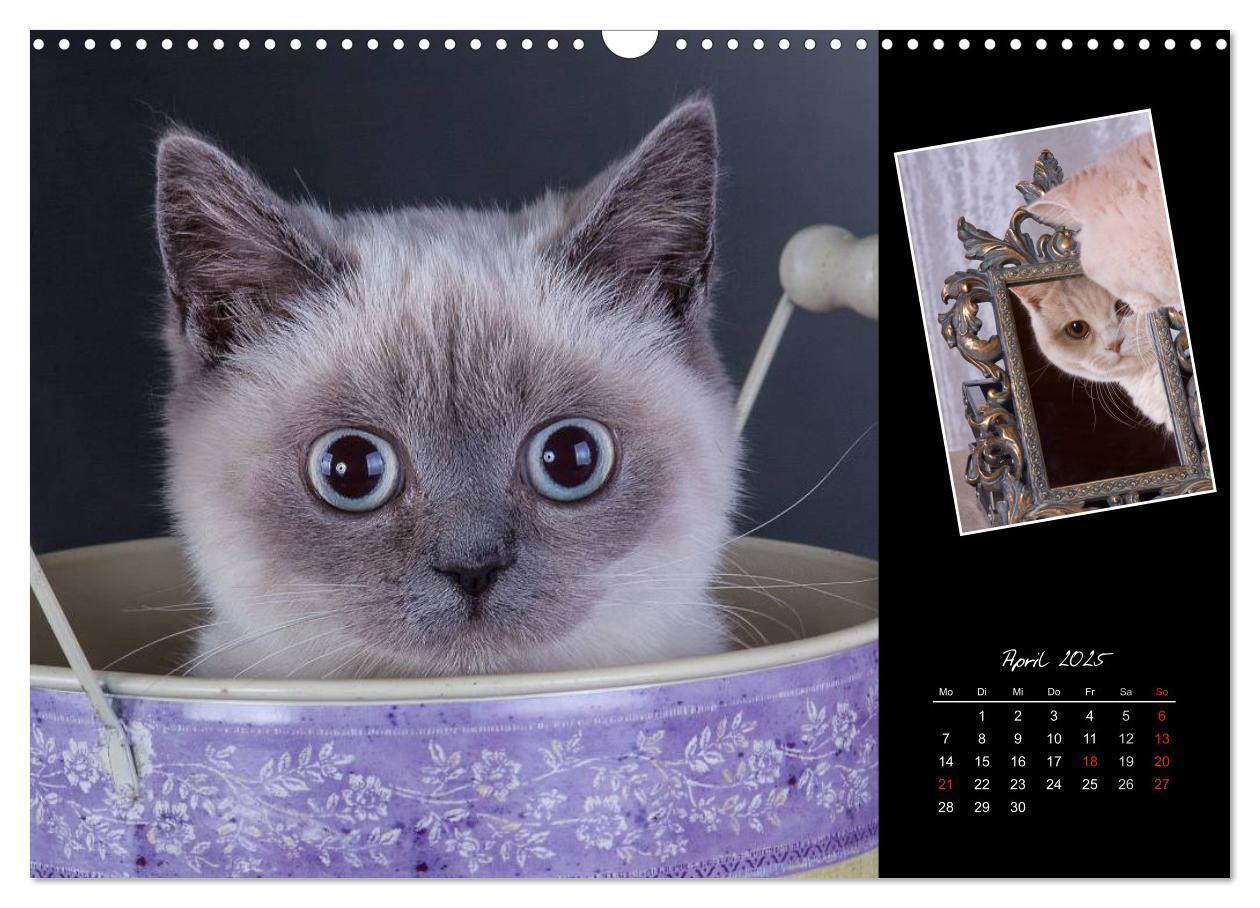 Bild: 9783435772926 | Britisch Kurzhaar Katzen (Wandkalender 2025 DIN A3 quer), CALVENDO...