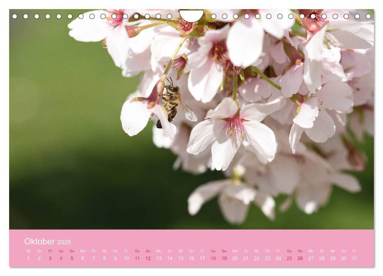 Bild: 9783435403165 | Zarte Kirschblüten - Berauschende Gedankendüfte (Wandkalender 2025...