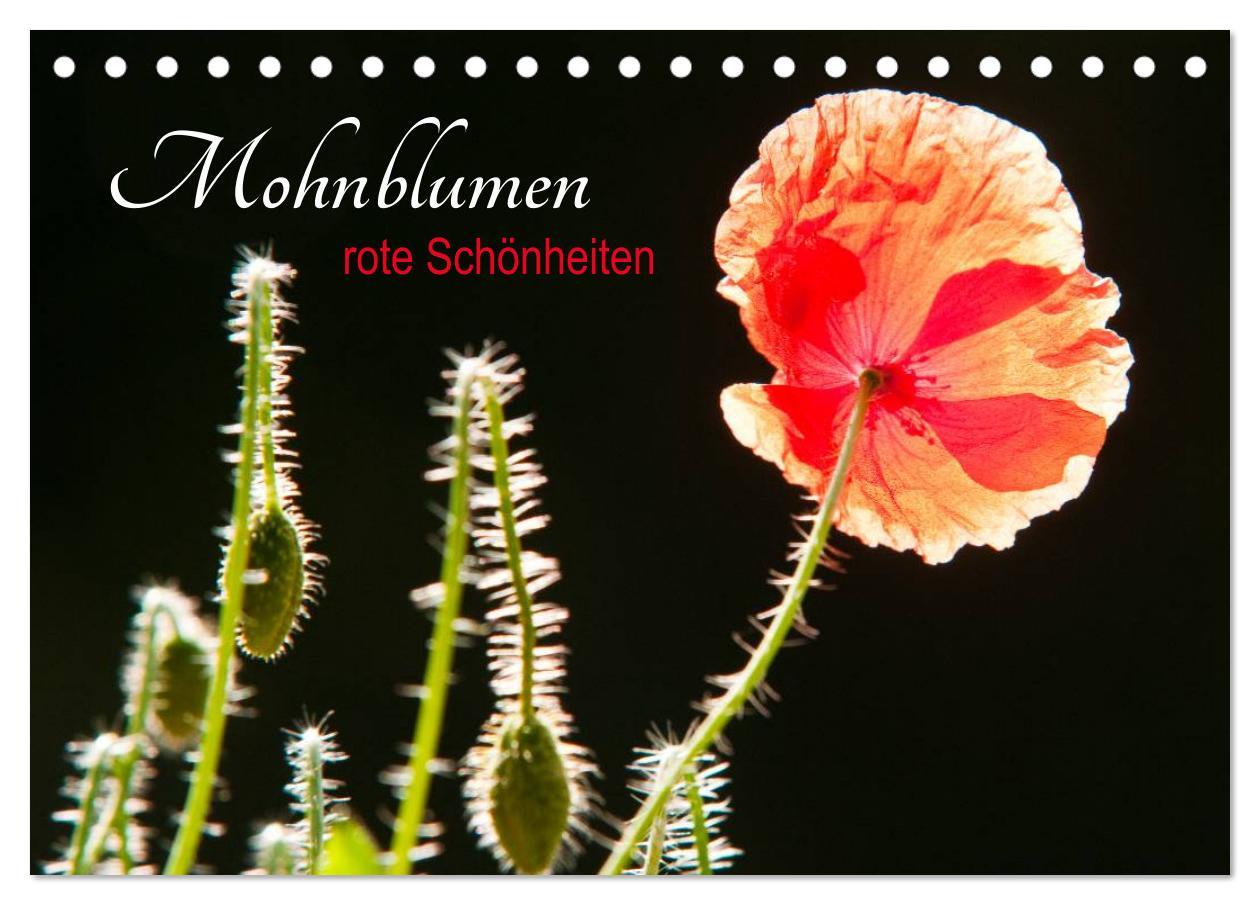 Cover: 9783435493500 | Mohnblumen - rote Schönheiten (Tischkalender 2025 DIN A5 quer),...