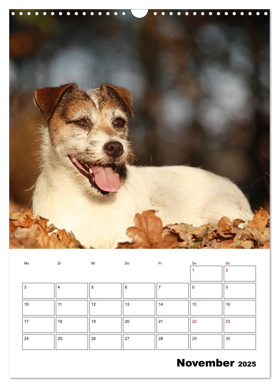 Bild: 9783435995592 | Tender Fellows - Parson Russell Terrier (Wandkalender 2025 DIN A3...