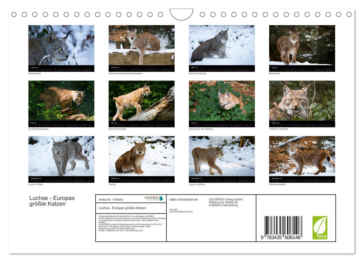 Bild: 9783435606146 | Luchse - Europas größte Katzen (Wandkalender 2025 DIN A4 quer),...