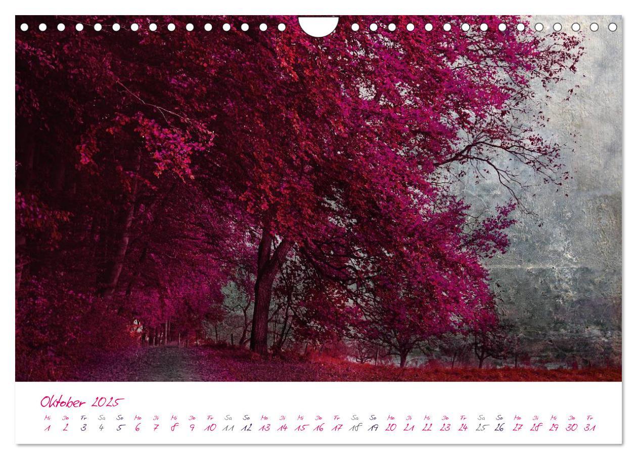 Bild: 9783435831036 | Momente in Rosa (Wandkalender 2025 DIN A4 quer), CALVENDO...