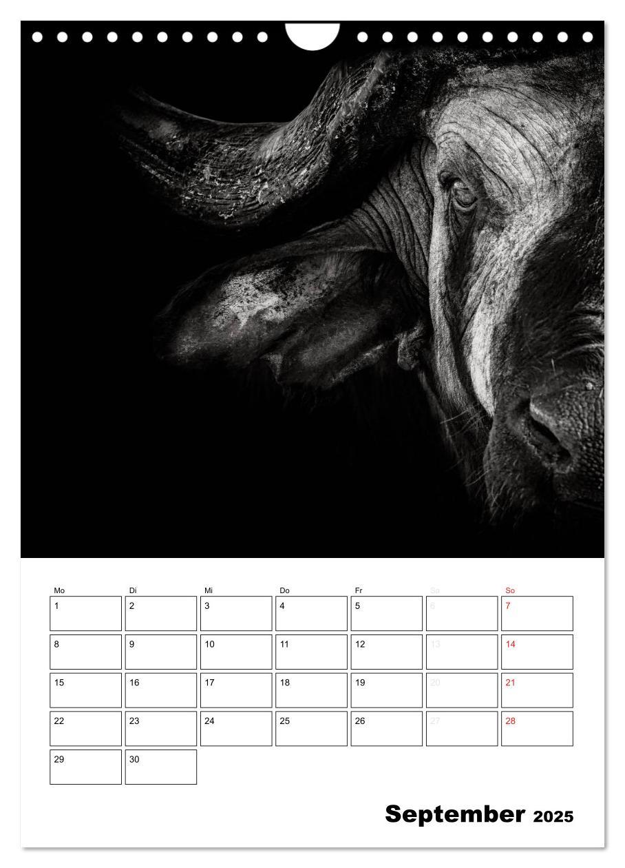 Bild: 9783457013533 | Charakterköpfe aus der Welt der Tiere (Wandkalender 2025 DIN A4...